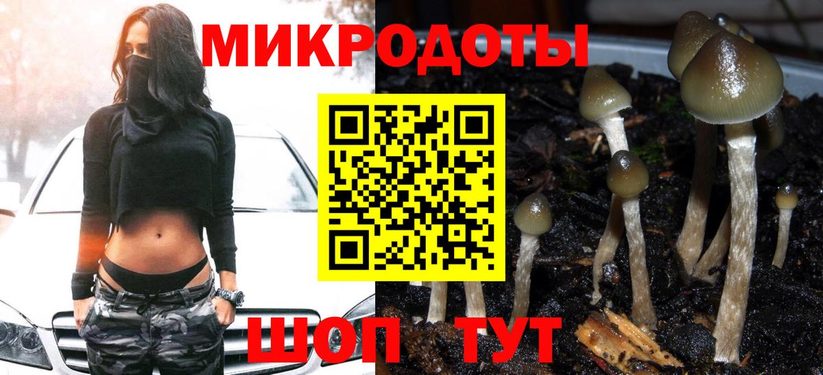 Галлюциногенные грибы Psilocybe  Галлюциногенные грибы Psilocybe  Кашира 